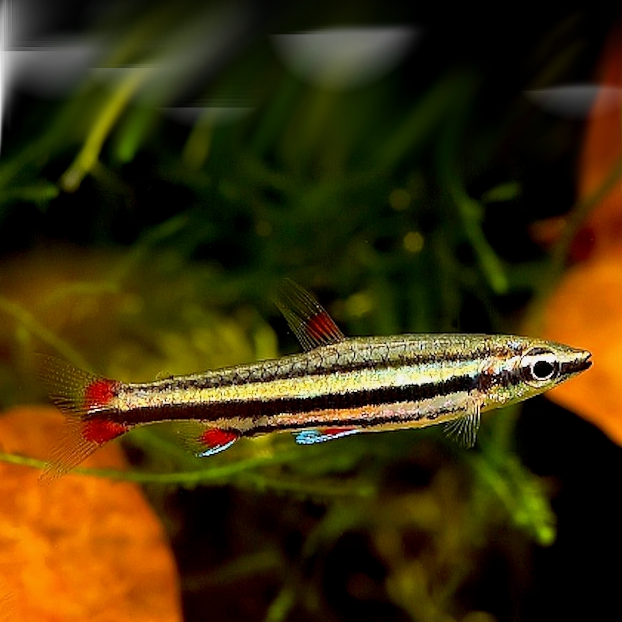 Nannost.trifasciatus   3-bandspitszalm M